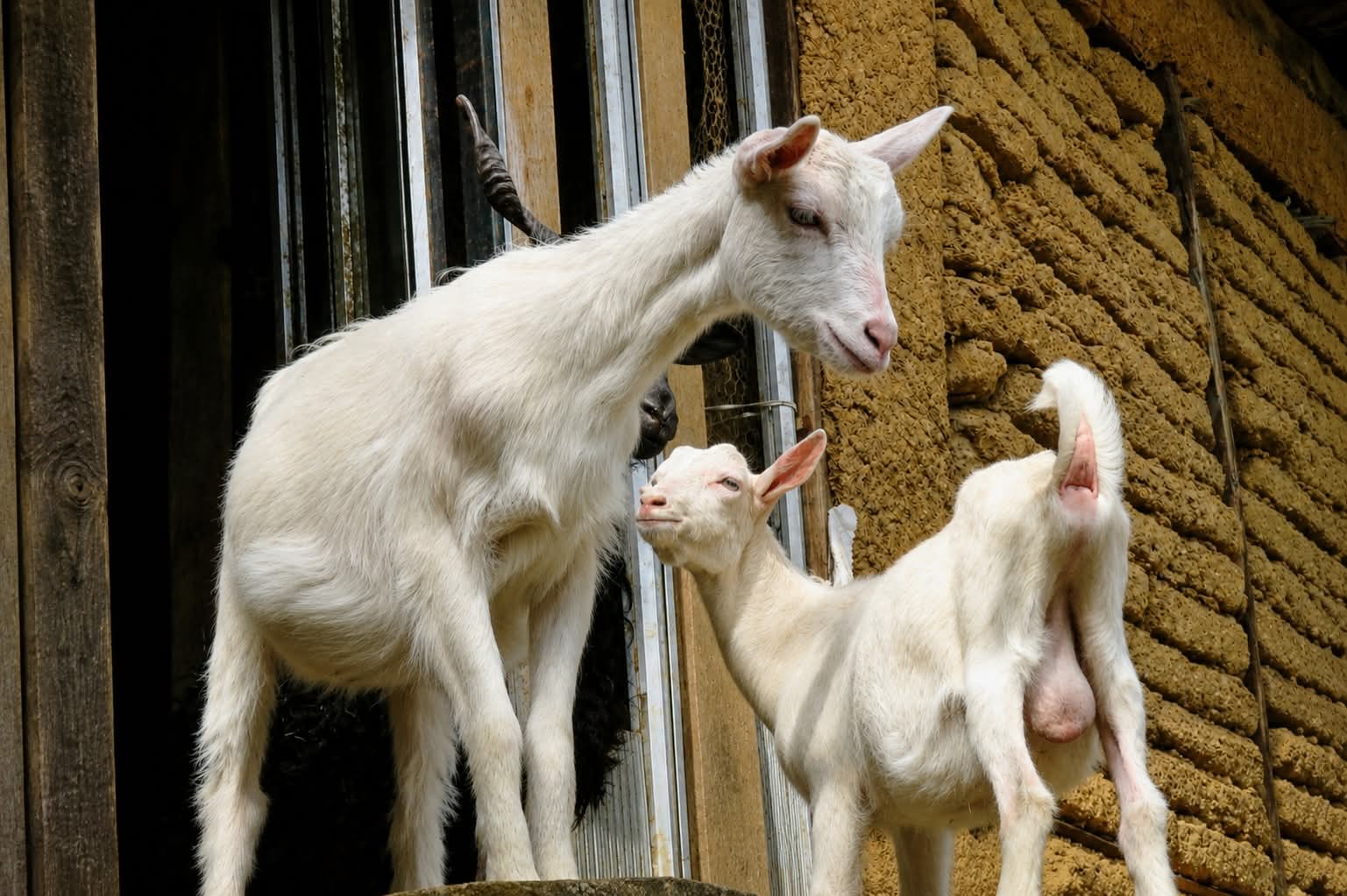 Mini zoo